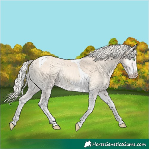 Horse Color:Cremello Onyx Tobiano