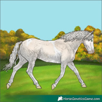 Horse Color:Cremello Onyx Tobiano