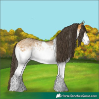 Horse Color:White Spotted Buckskin Tobiano 