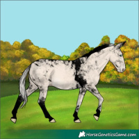 Horse Color:Void Cremello Tobiano 