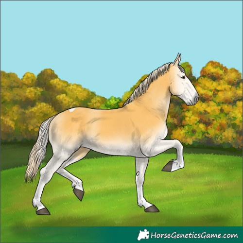 Horse Color:Palomino Onyx Tobiano