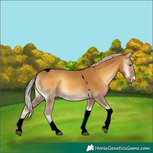 Horse Color:Void Palomino Onyx Tobiano
