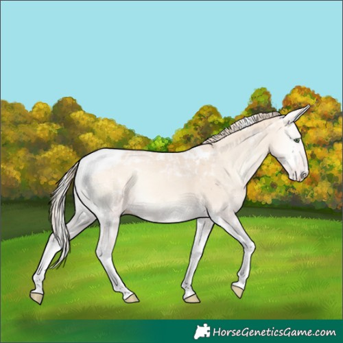 Horse Color:Perlino Onyx Tobiano