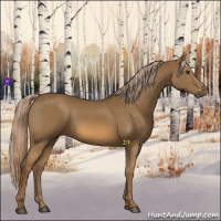 Horse Color:Chocolate Palomino 