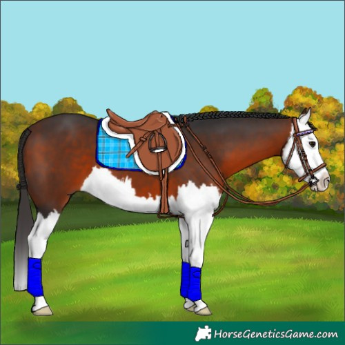 Horse Color:Bay Splash 