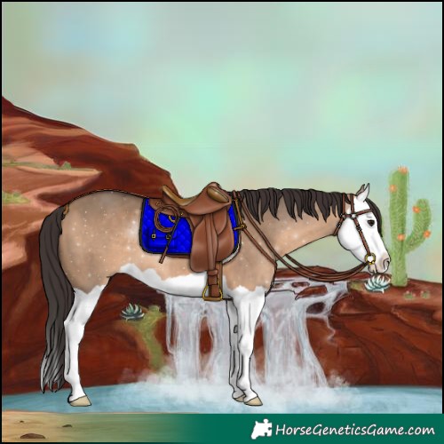 Horse Color:Bay Dun Splash 