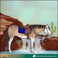 Horse Color:Bay Dun Splash