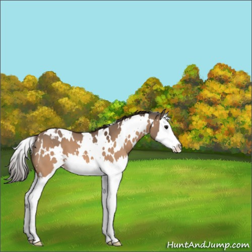 Horse Color:White Spotted Bay Dun Splash Appaloosa 