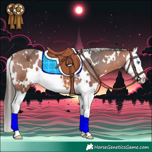 Horse Color:White Spotted Bay Splash Appaloosa 
