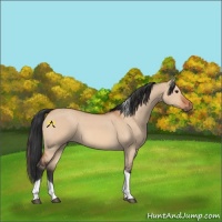 Horse Color:Bay Dun Tobiano 