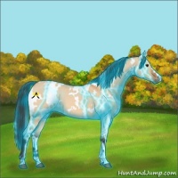 Horse Color:Thunderstruck White Spotted Bay Dun 