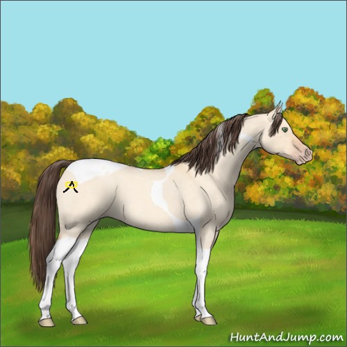 Horse Color:Amber Champagne Roan Dun Tobiano