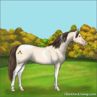 Horse Color:Amber Champagne Roan Dun Tobiano 