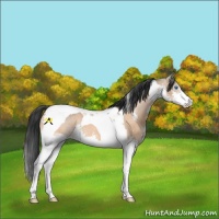 Horse Color:Bay Dun Splash Tobiano 