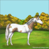 Horse Color:Silver Brown Dun Splash Tobiano 