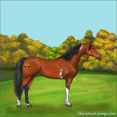 Horse Color:White Spotted Bay Tobiano 