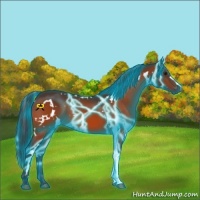 Horse Color:Thunderstruck White Spotted Bay 