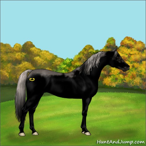 Horse Color:Void Silver Black Splash Frame Rabicano 