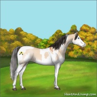 Horse Color:Bay Dun Splash Tobiano