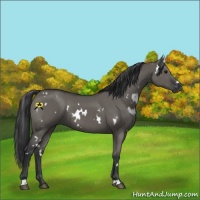 Horse Color:White Spotted Grullo 