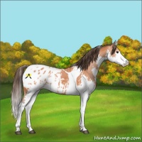 Horse Color:Bay Splash Tobiano Blanket 