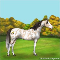 Horse Color:Bay Dun Splash Appaloosa 