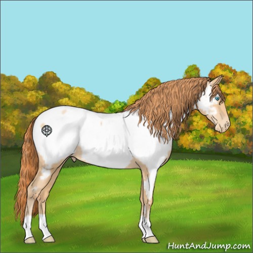 Horse Color:Buckskin Pearl Appaloosa 