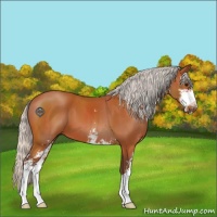 Horse Color:Silver Bay Sabino