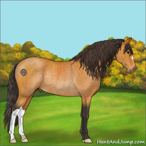 Horse Color:Buckskin Rabicano 