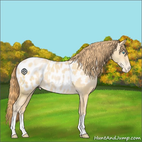 Horse Color:Buckskin Pearl Appaloosa 