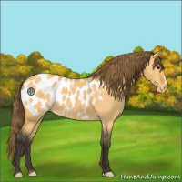 Horse Color:Buckskin Dun Blanket 