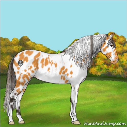Horse Color:White Spotted Buckskin Leopard