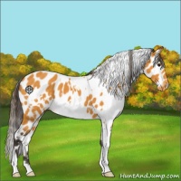 Horse Color:White Spotted Buckskin Leopard 