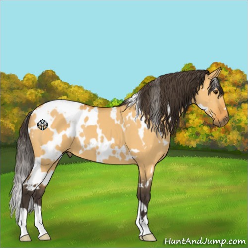 Horse Color:White Spotted Buckskin Dun 