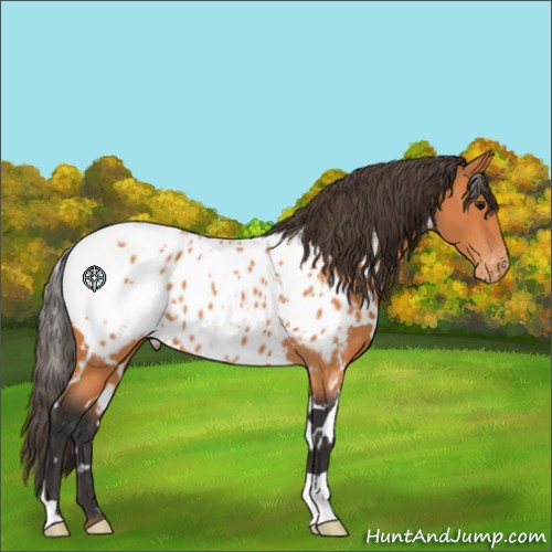 Horse Color:White Spotted Bay Appaloosa 