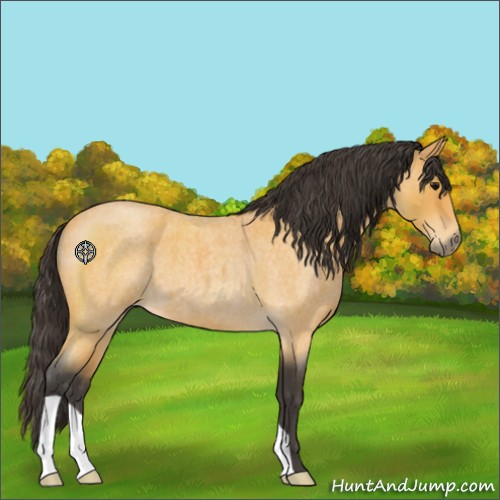 Horse Color:Buckskin Roan 