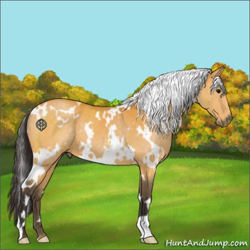 Horse Color:White Spotted Buckskin 