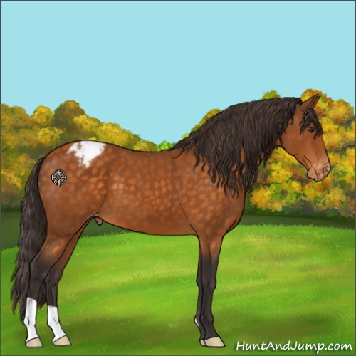 Horse Color:Buckskin Appaloosa 