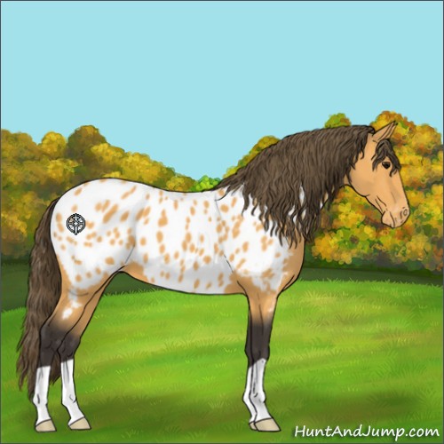 Horse Color:Buckskin Near Leopard 