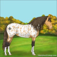 Horse Color:Buckskin Appaloosa