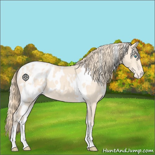 Horse Color:White Spotted Perlino Appaloosa 