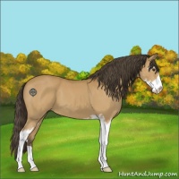 Horse Color:Buckskin Sabino