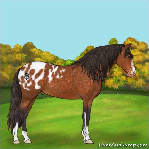 Horse Color:Buckskin Sabino Appaloosa 