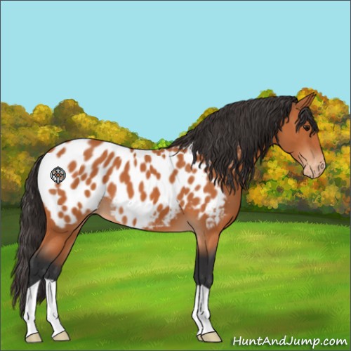 Horse Color:Bay Appaloosa 