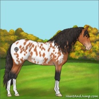 Horse Color:Bay Appaloosa