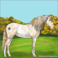 Horse Color:White Spotted Buckskin Pearl 