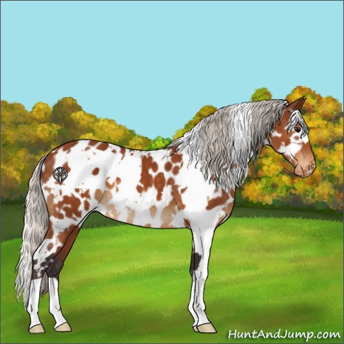 Horse Color:White Spotted Silver Buckskin Near Leopard 