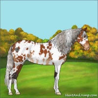 Horse Color:White Spotted Silver Buckskin Near Leopard 