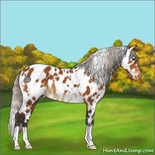 Horse Color:White Spotted Silver Buckskin Appaloosa 