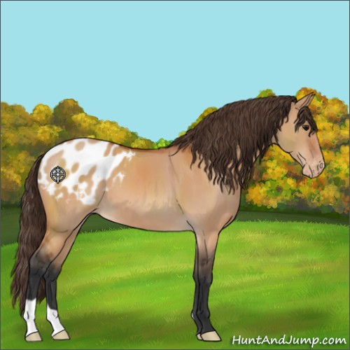 Horse Color:Bay Dun Appaloosa 